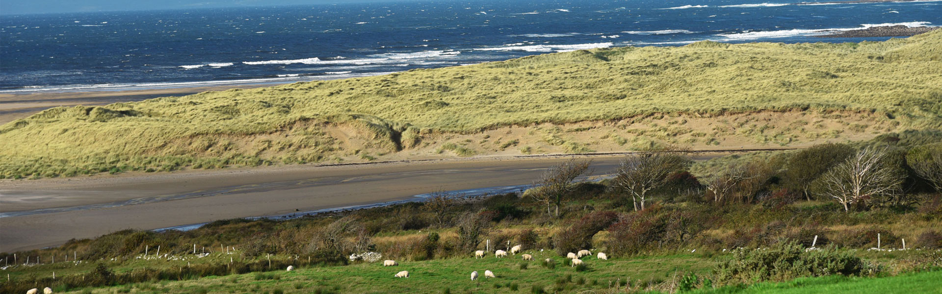 Irland Meeresalgen Bio