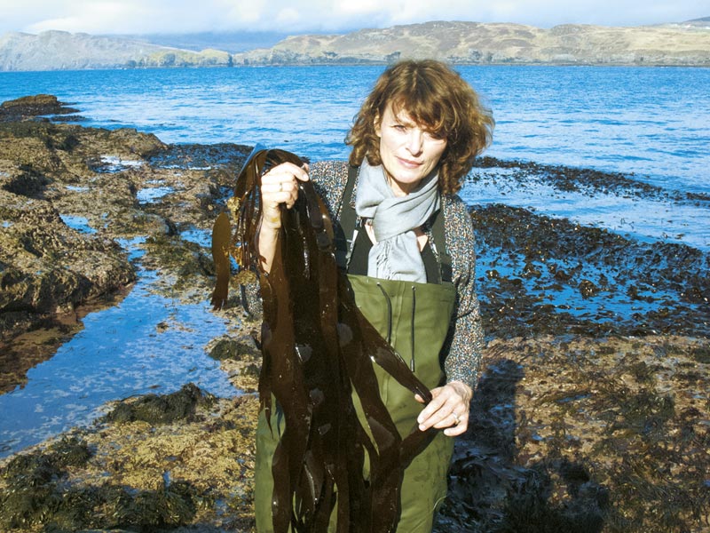 Meeresalgen Harvesting Ocean's Flavour